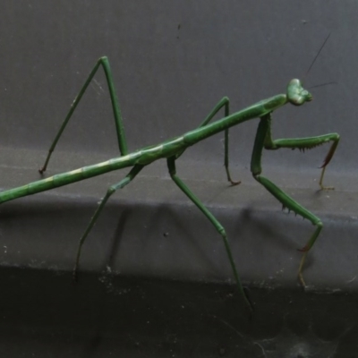 Mantodea (order)