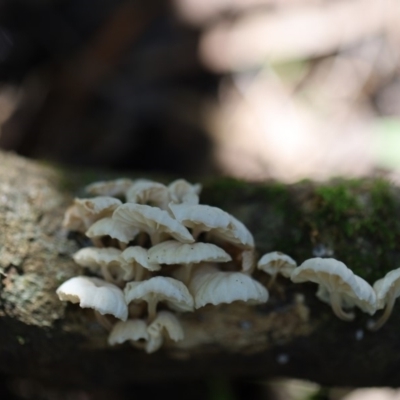 Marasmiellus candidus