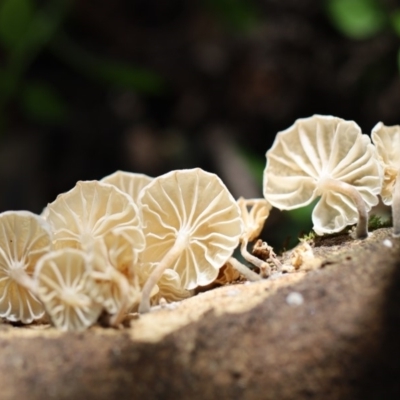 Marasmiellus candidus