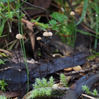 Marasmius crinisequi