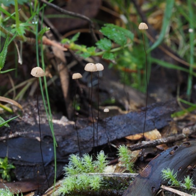 Marasmius crinisequi