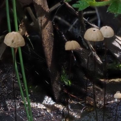 Marasmius crinisequi