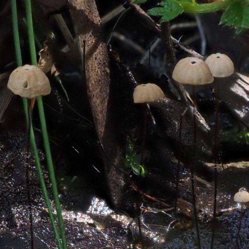 Marasmius crinisequi