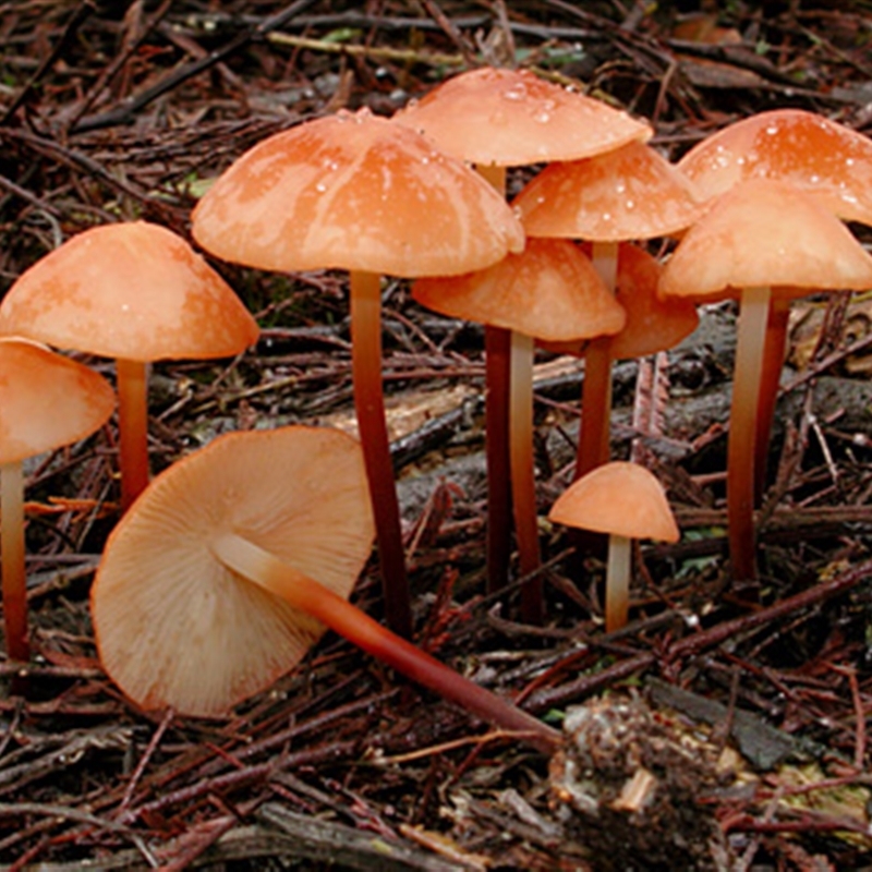 Marasmius elegans