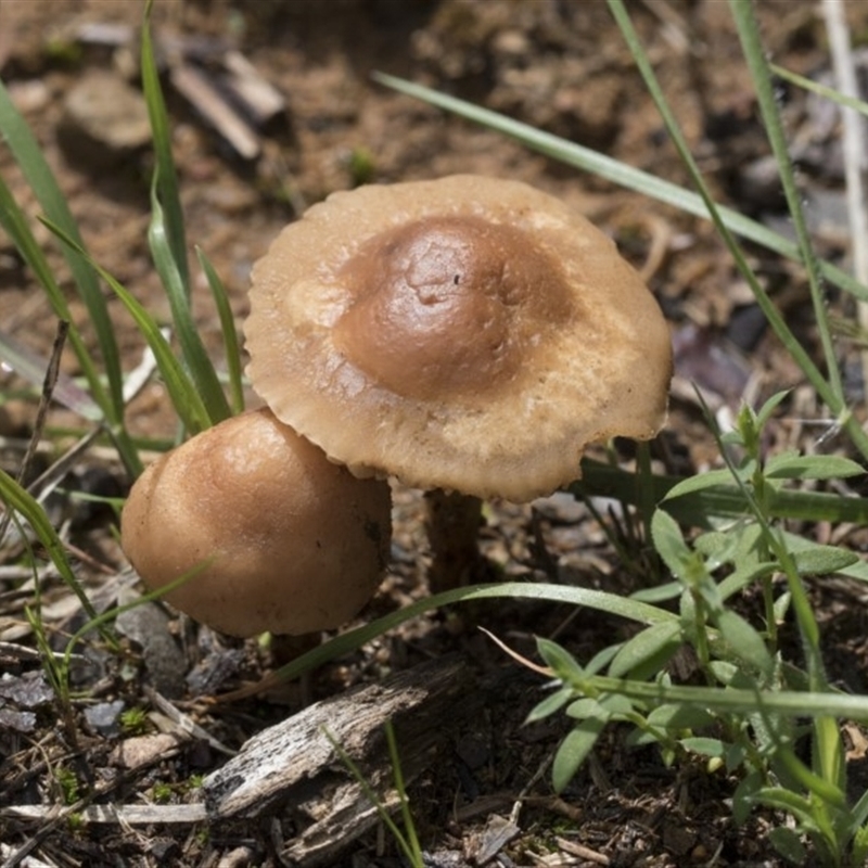 Marasmius oreades