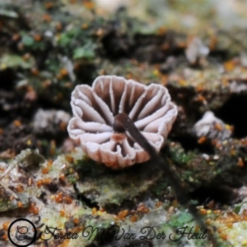 Marasmius sp.