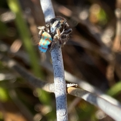 Maratus amabilis