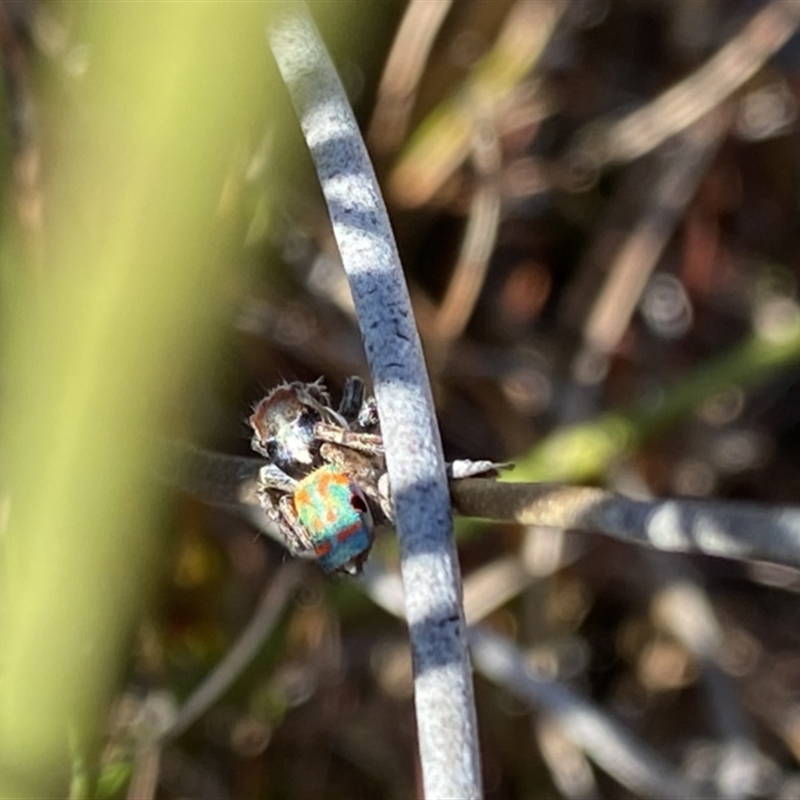 Maratus amabilis