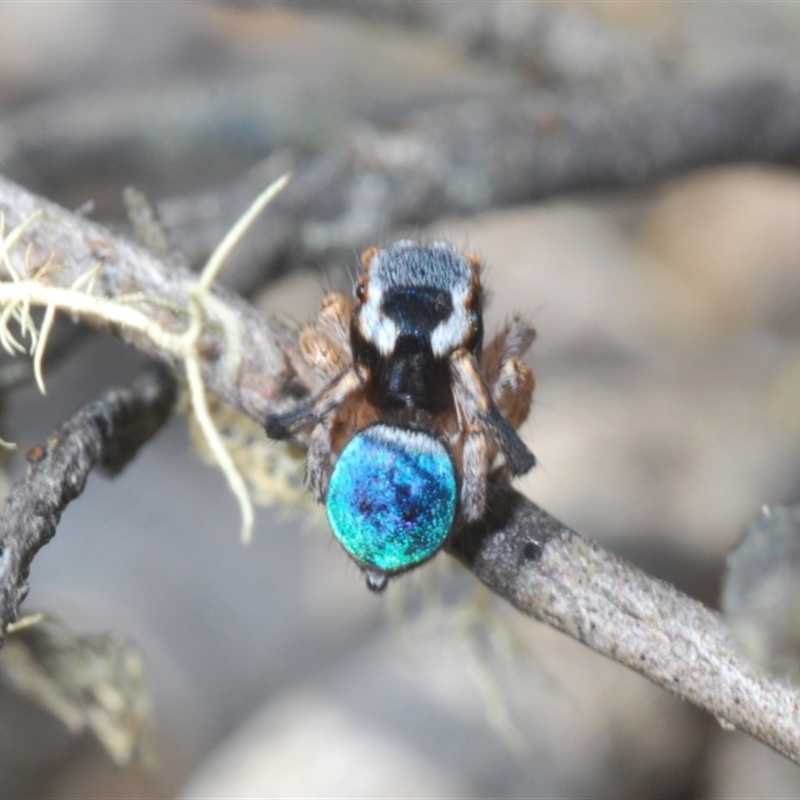 Maratus anomalus