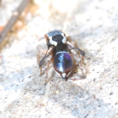 Maratus anomalus