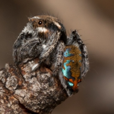 Maratus calcitrans