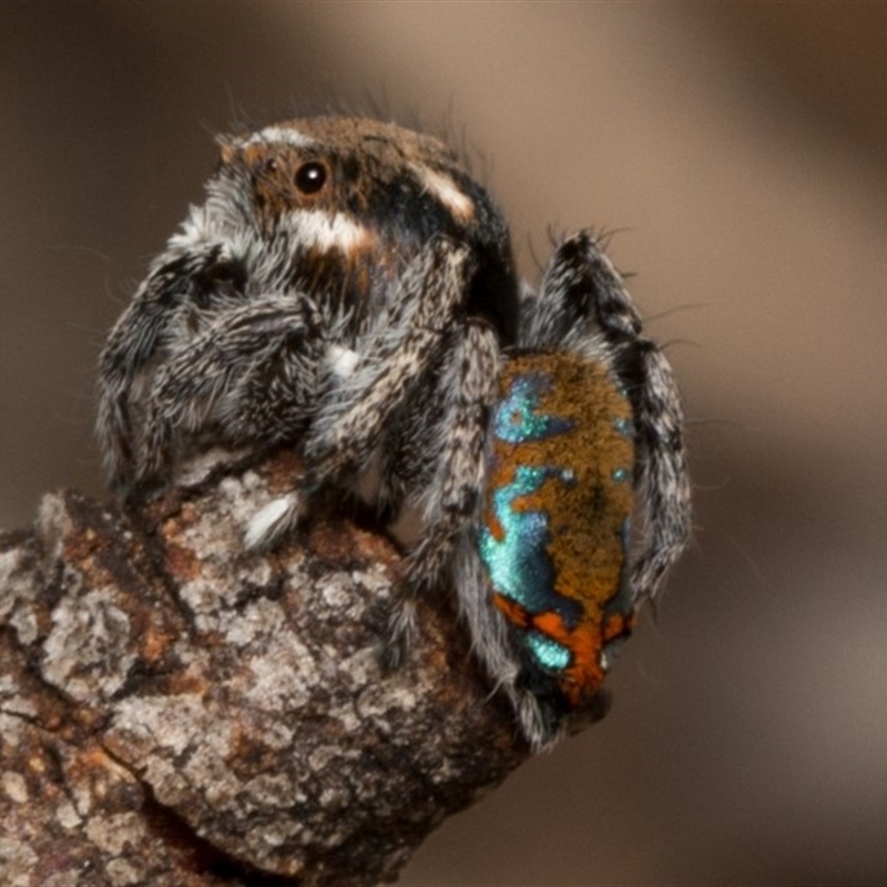 Maratus calcitrans