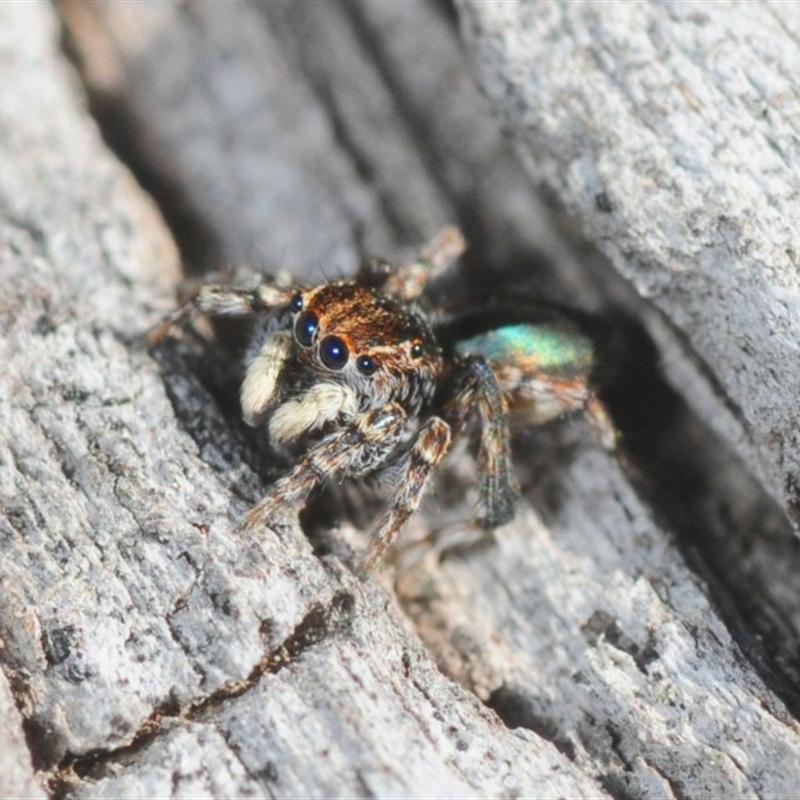 Maratus chrysomelas