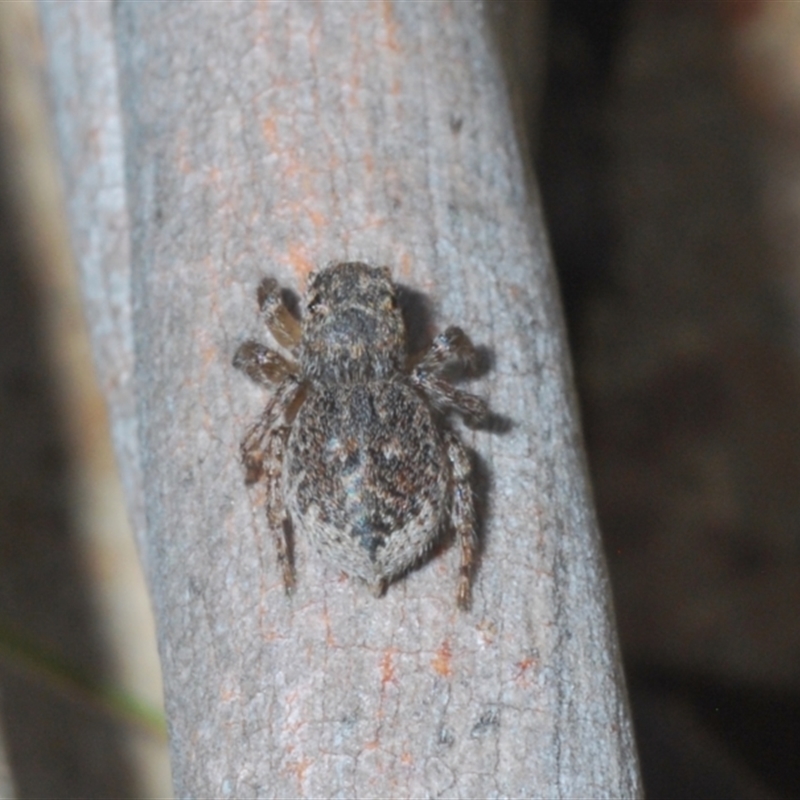 Maratus harrisi