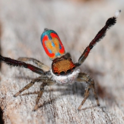 Maratus pavonis