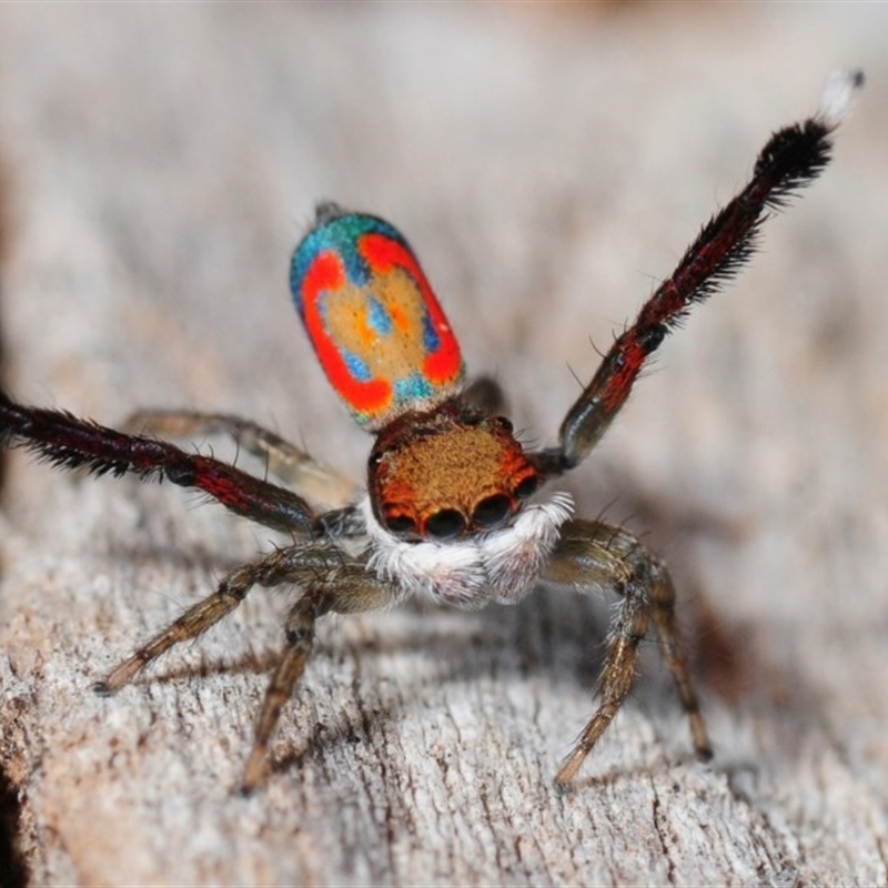 Maratus pavonis