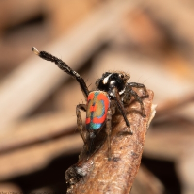 Maratus pavonis