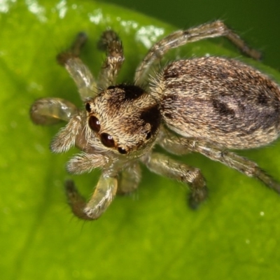 Maratus pavonis