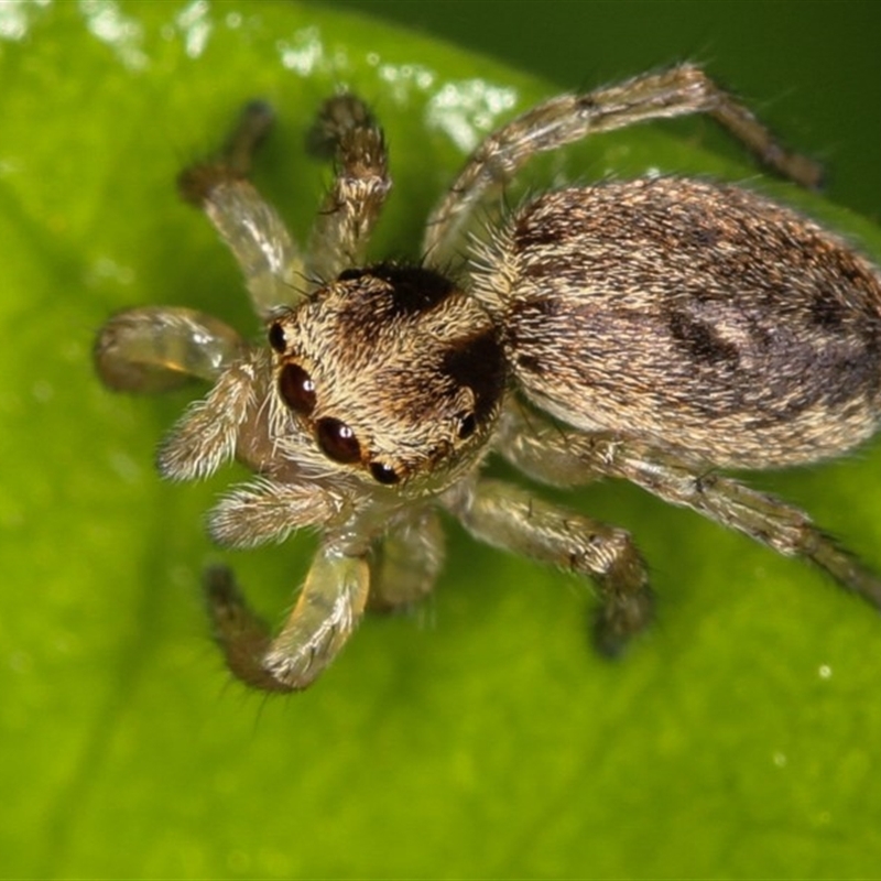 FEMALE