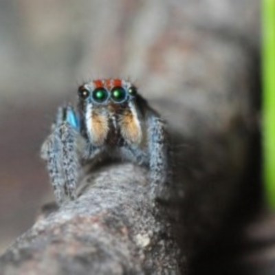 Maratus plumosus