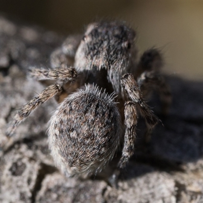 Maratus proszynskii