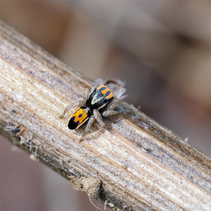 Maratus purcellae