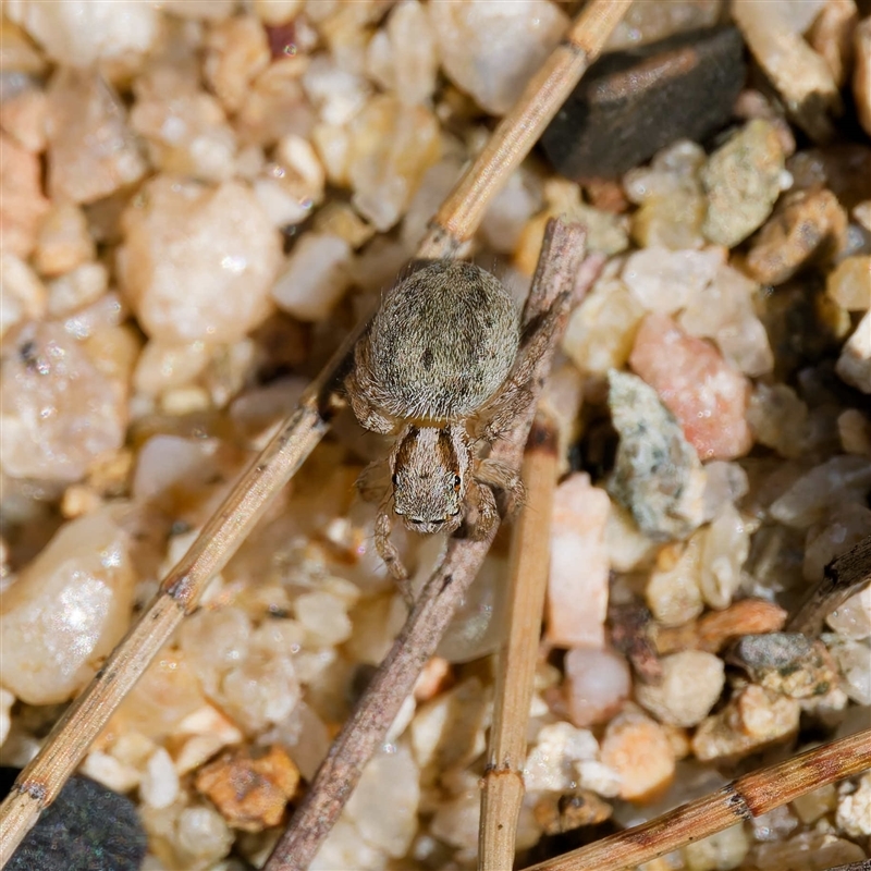 Maratus purcellae