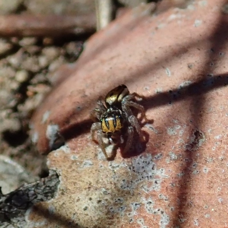 Maratus purcellae