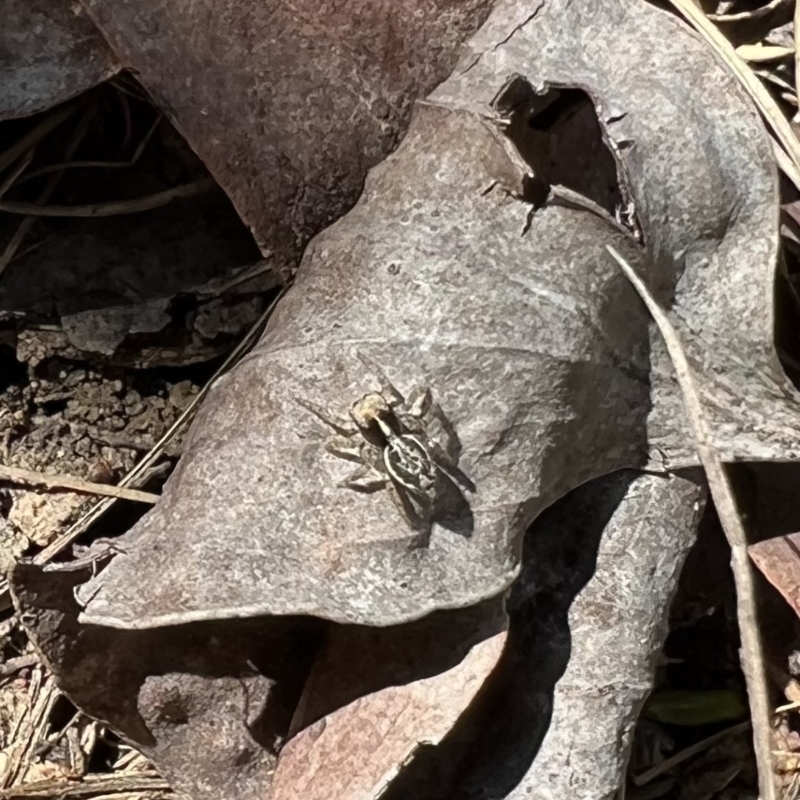 Maratus sp. (genus)