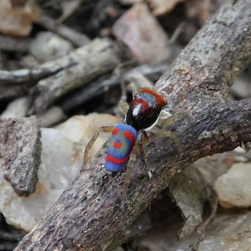 Maratus splendens