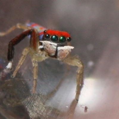 Maratus splendens