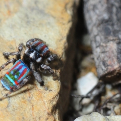 Maratus volans