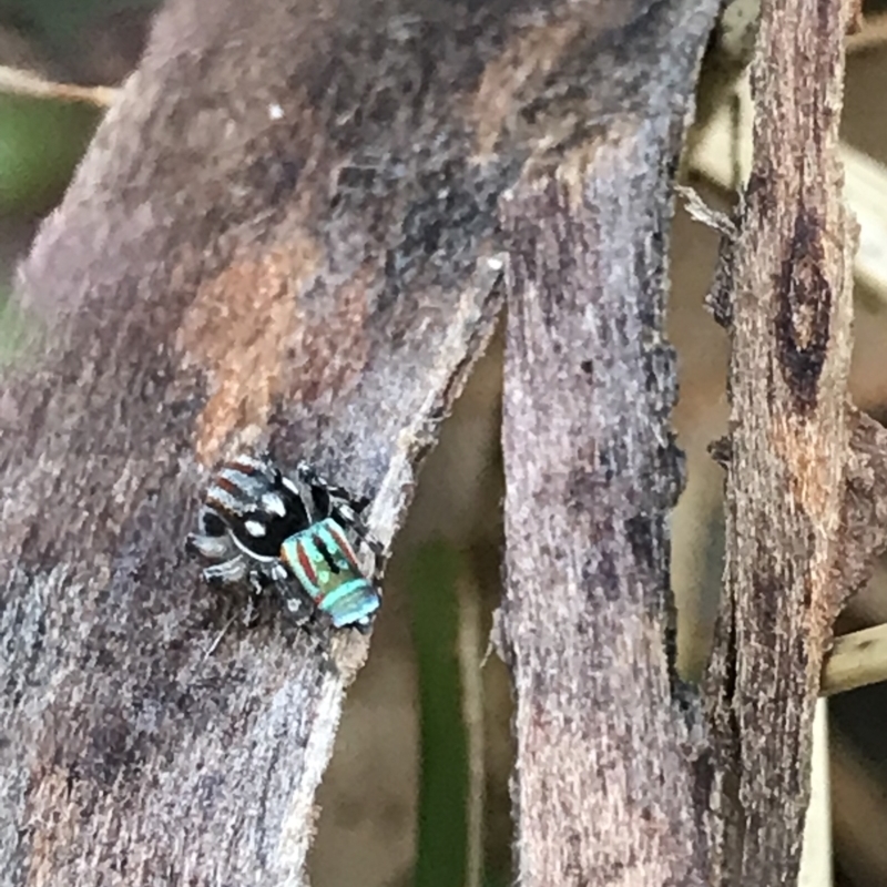 Maratus volans