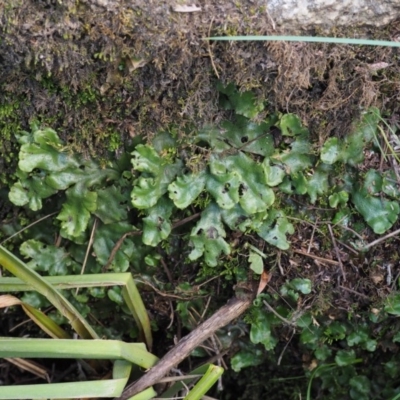 Marchantia berteroana