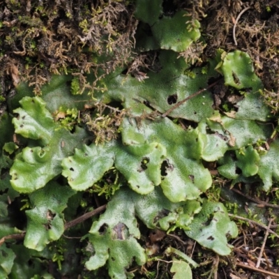 Marchantia berteroana