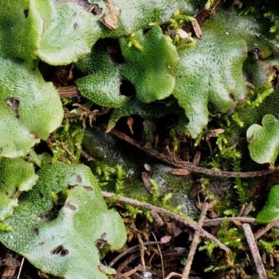 Marchantia berteroana