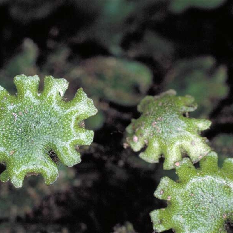 Marchantia foliacea