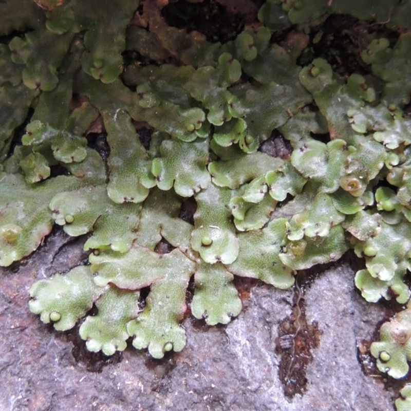 Marchantia sp. (genus)