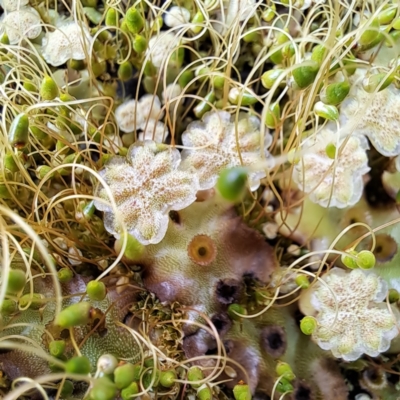 Marchantia sp. (genus)