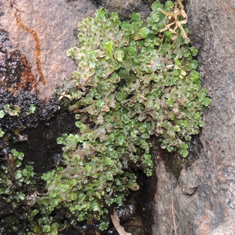 Marchantia sp. (genus)