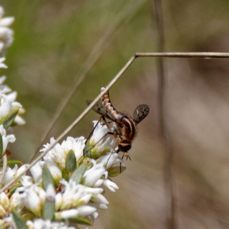 Marmasoma sumptuosum