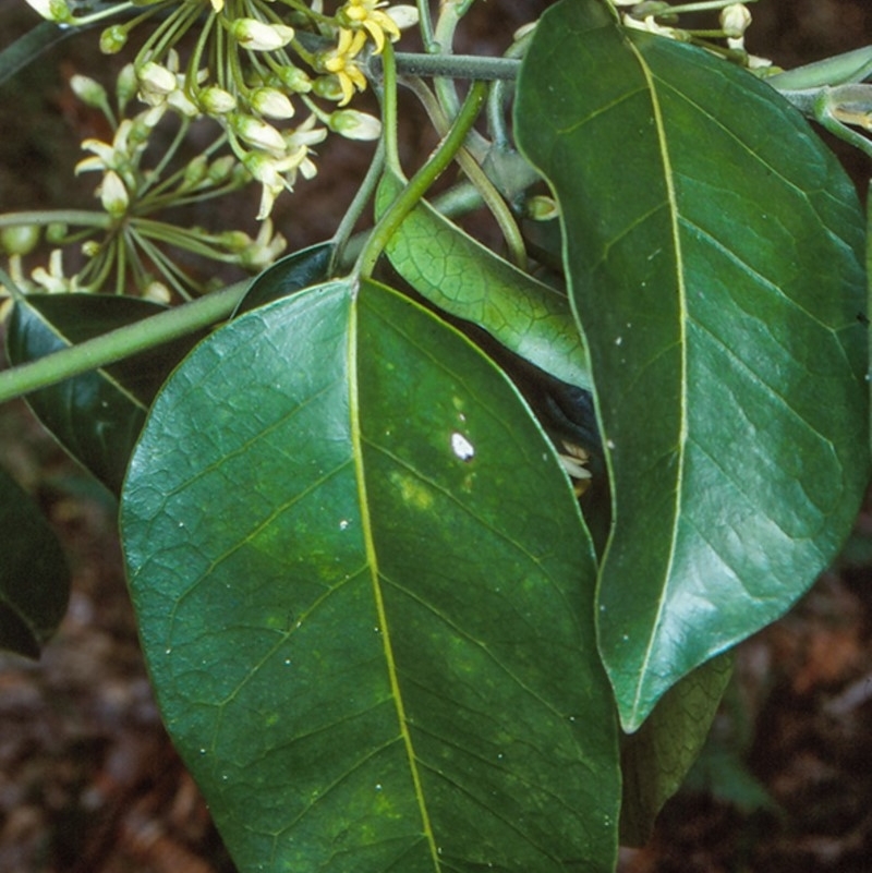 Leichhardtia rostrata