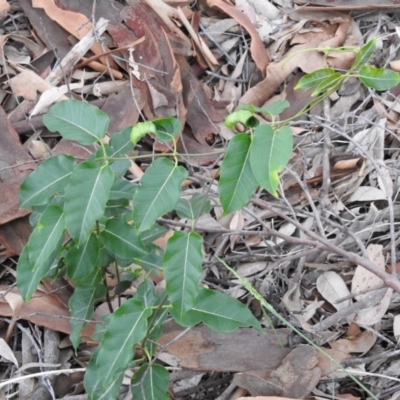 Leichhardtia rostrata