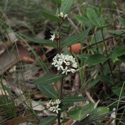 Marsdenia suaveolens