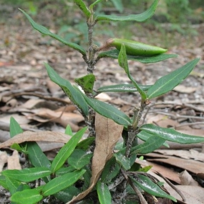 Marsdenia suaveolens