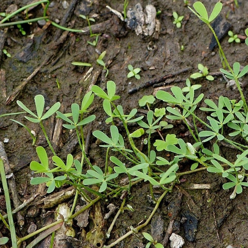 Marsilea costulifera