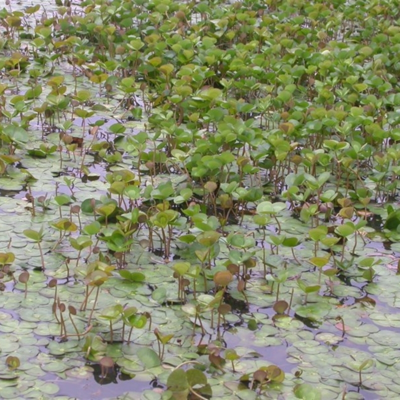 Marsilea mutica