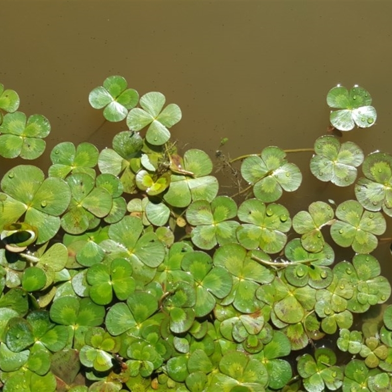 Marsilea sp.