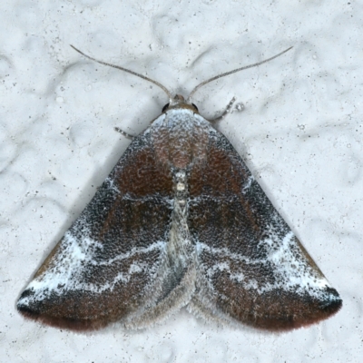 Mataeomera (genus)