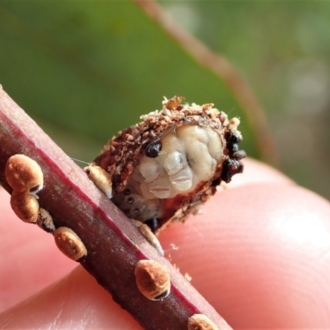 Protective case covering on caterpillar